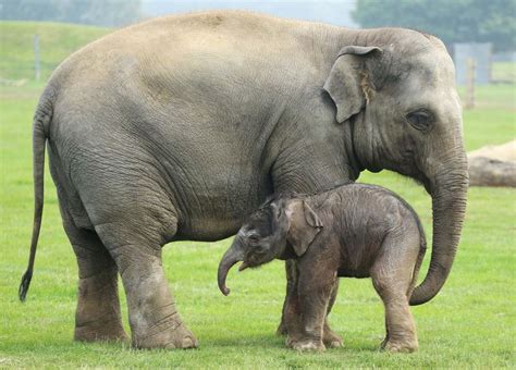 The Whole Herd Welcomes Whipsnades Elephant Calf Zooborns