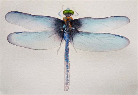 Paintings Under 400 January 2014 Watercolor Dragonfly Dragonfly