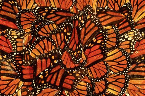 Monarch Butterfly Wings Photograph By Michael Sewell
