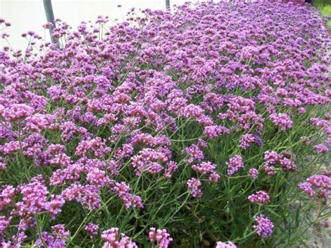 Verbena Bonariensis Lollipop Grote Pot Ijzerhard Kopen Maréchal