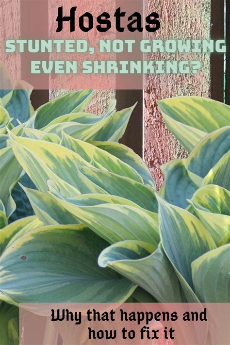 If You Think Your Hostas Should Be Growing At A Faster Rate Than They