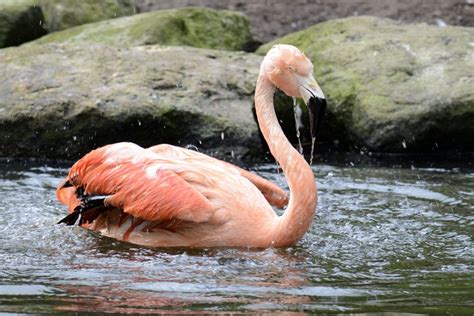 Flamingo Symbolism Dreams And Messages Spirit Animal Totems