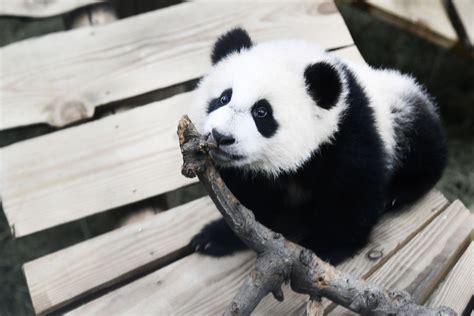 Baby Panda Born In Netherlands Makes Public Debut Daily Sabah