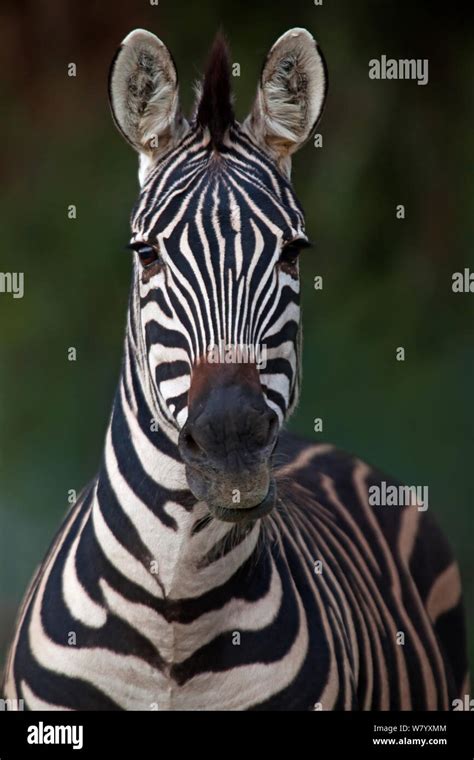 Plains Zebra Equus Quagga Portrait Captive Stock Photo Alamy
