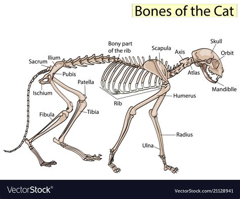 Cat Skeleton Veterinary Osteology Royalty Free Vector Image