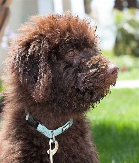 Labradoodle Dog Breed Information A Guide To The Labrador Poodle Mix