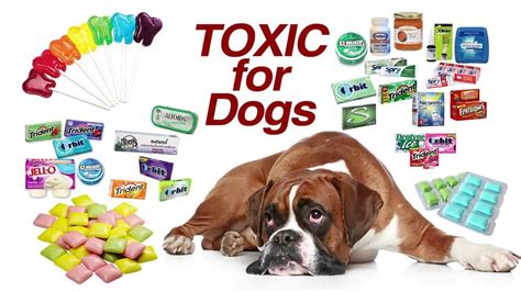 How Do You Treat Xylitol Poisoning In Dogs