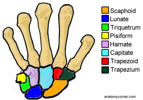 Do You Need To Learn The Carpals