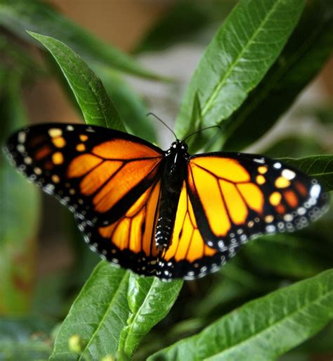 Monarch butterflies are their own doctors
