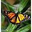 Monarch Butterflies Are Their Own Doctors