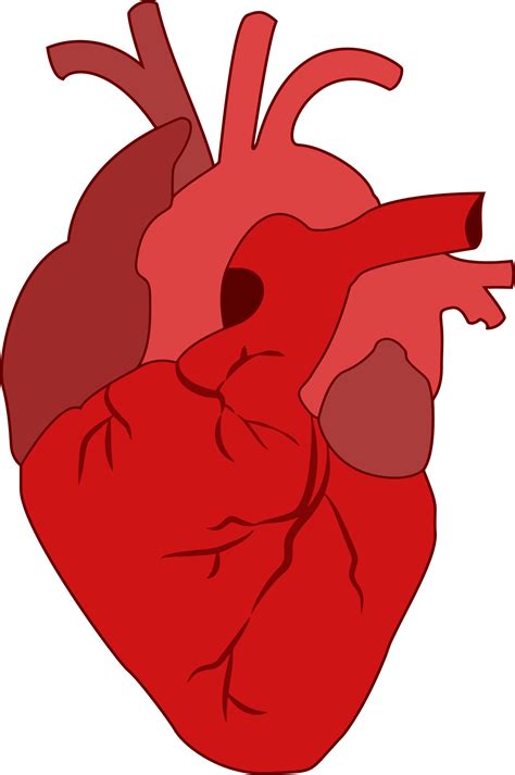 Нарисовать настоящее сердце Как нарисовать человеческое сердце