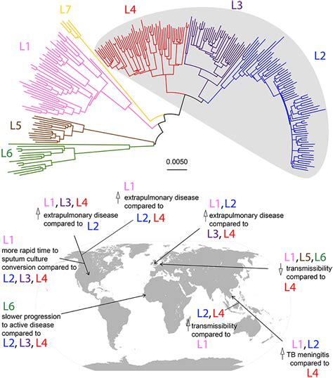 Frontiers Mycobacterial Evolution Intersects With Host Tolerance
