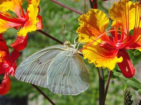 Sometimes placed in genus poinciana • syn: PlantFiles Pictures: Caesalpinia Species, Barbados Pride ...