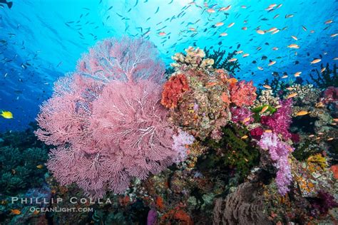 Photographs Of Namena Marine Reserve Fiji Islands