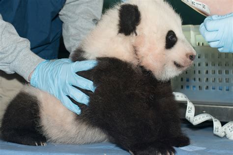 National Zoo Names New Panda Cub ‘bao Bao