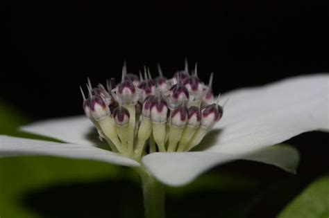 Pollen catapults from flower : Bunchberry Dogwood - AskNature