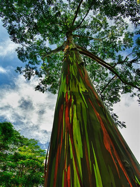 16 Of The Most Magnificent Trees In The World Bored Panda