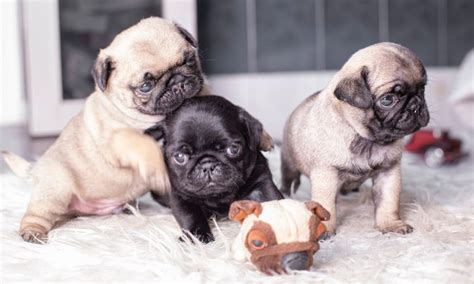 What Is A Teacup Or Toy Pug Boogie The Pug
