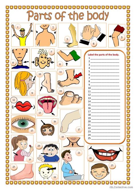Parts Of The Body Worksheet English Esl Worksheets Pdf And Doc