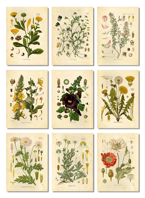 Antique Botanical Drawings