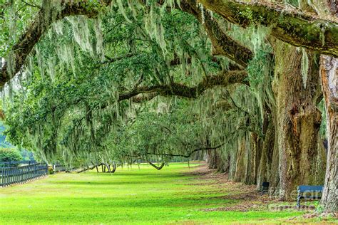 Sc Oak Tree Limbs Draping Down Photograph By Bee Creek Photography