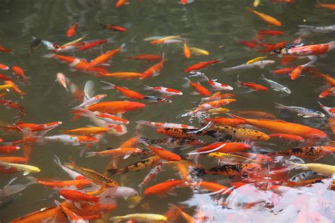 Free Images Flower Pool Feeding Goldfish Koi Fish Pond