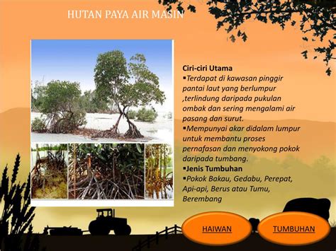 Hutan Paya Air Masin Hutan Di Malaysia Hutan Paya Gambut