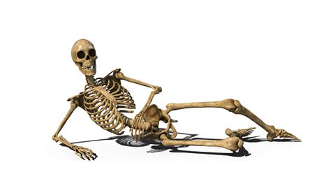 Funny Skeleton Laying On Ground And Smiling Human Skeleton Isolated On