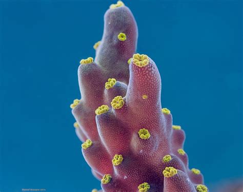 Hard Coral Pagesmicroworlds Photography