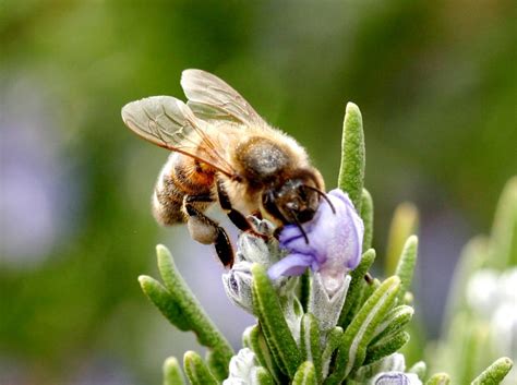 What bee could provide me with this trait ? Top 10 Bee-friendly Plants - David Domoney