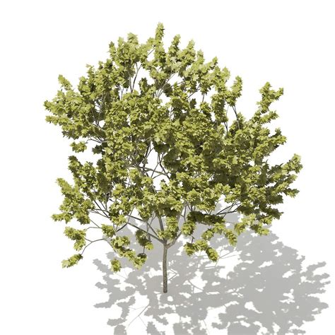 Norway Maple Acer Platanoides M D Model By Cgaxis