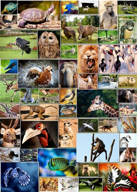 Verschillende Dieren Collage Op Ansichtkaarten — Stockfoto