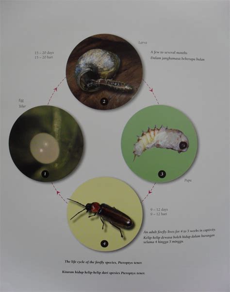 Firefly Insect Life Cycle