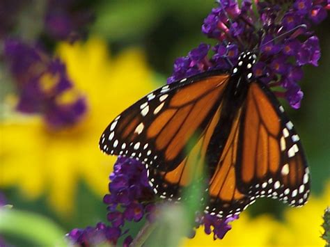 Places To See And Learn About Beautiful Butterfly Species