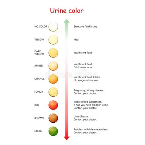 What Color Is Your Pee This Urine Chart Explains What It Means Check