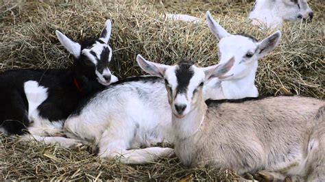 Baby Goats Youtube