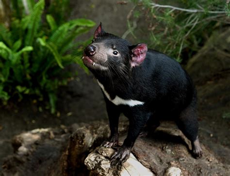 Healthy Tasmanian Devils Found In Major Breakthrough For Mission To Save Species From Extinction
