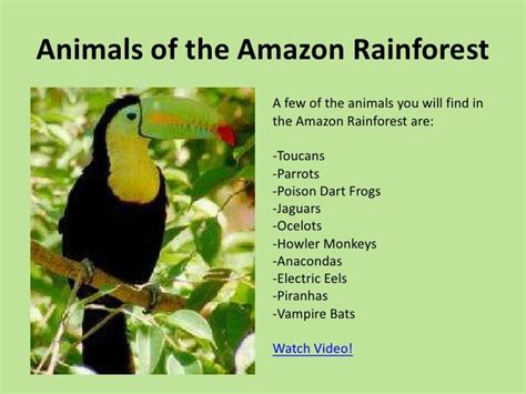 Rainforest Birds Names
