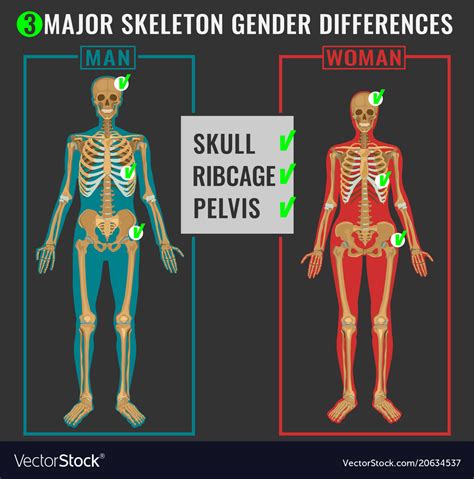 Skeleton Differences Image Royalty Free Vector Image