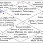 Online Vedic Astrology Chart