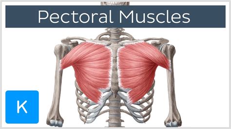 Pectoral Muscles Area Innervation Function Human Anatomy Kenhub