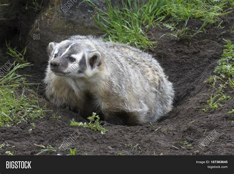 American Badger Image And Photo Bigstock