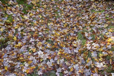 Forest Floor Covered In Leaves Free Nature Stock