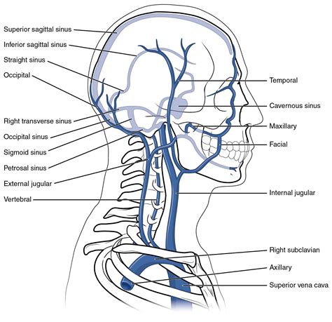 Neck And Throat Anatomy Diagram Anatomy Of The Neck And Pharyngeal