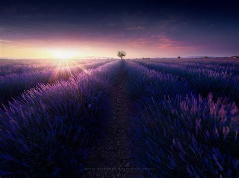 This Weekend I Took A Picture Of The Lavender Field During Sunset In