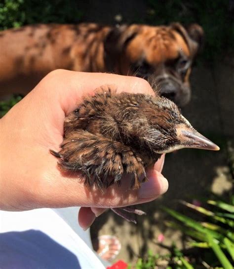 Squee Alert Boxer Adopts Adorbs Baby Bird Petguide