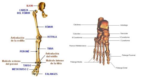 Extremidade Inferior Região Da Extremidade Inferior Membro Inferior