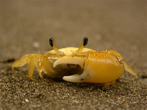 Ocean Portal — Fiddler Crab Claws Come In All Shapes And