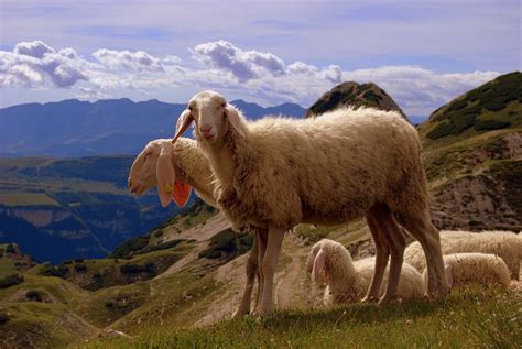 Plus De 500 Images De Les Moutons De Montagne Et De Le Mouton Pixabay