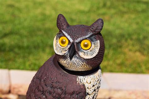Using Owl Decoys To Scare Birds Away Best Owl Decoy Reviews